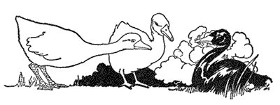 ugly-duckling