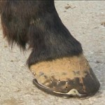 big-hoof
